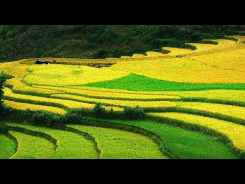 Cách Khởi Nghiệp Kiếm Tiền Bán Thời Gian Dành Cho Người Mới_Đào tạo kỹ năng edit video chuyên sâu